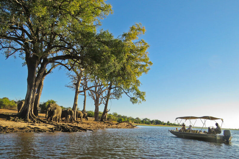 Elefanten im Chobe Nationalpark, Botswana, Afrika