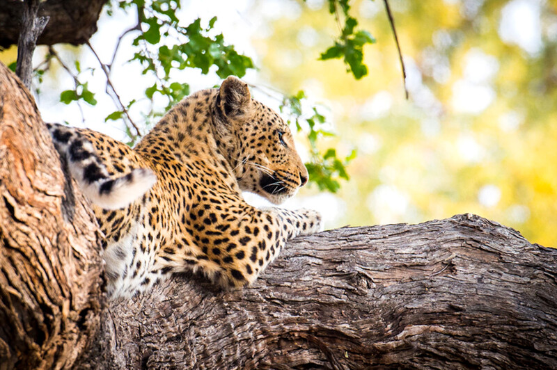 Leopard im Savuti Gebiet des Chobe National Parks, Botswana, Afrika