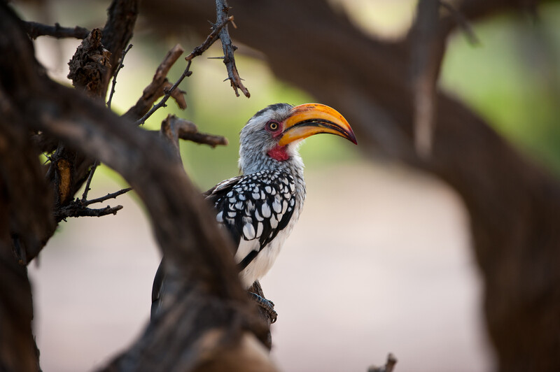 Imposanter Vogel im Savuti Gebiet des Chobe National Parks, Botswana, Afrika