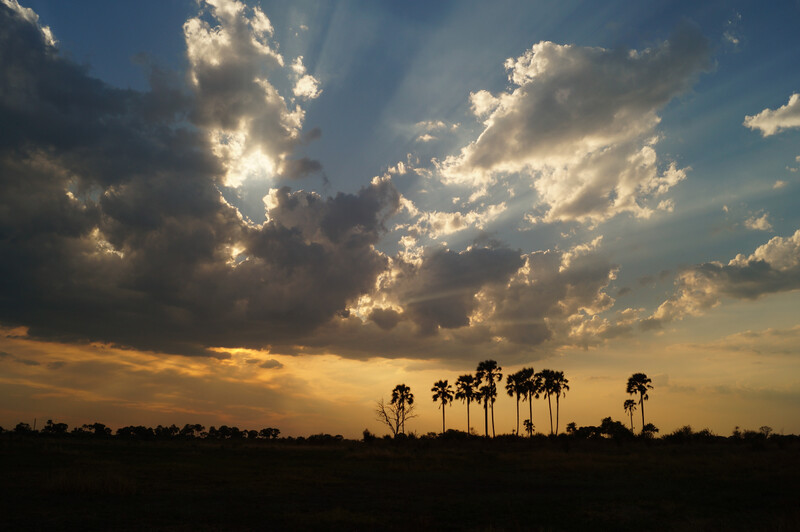 Abendhimmel mit Wolken über Palmen in Afrika