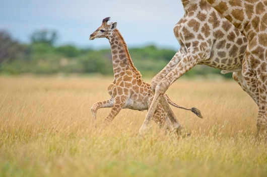 Botswana, Simbabwe (13 Tage)