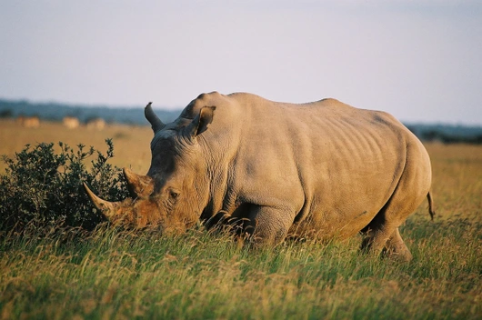 Botswana, Namibia, Simbabwe (15 Tage)