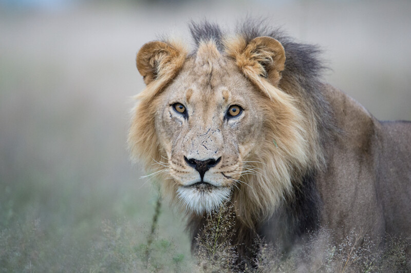 Löwe in Botswana, Afrika