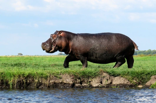 Botswana, Namibia, Südafrika, Simbabwe (21 Tage)