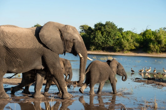 Südafrika, Namibia, Botswana, Simbabwe (21 Tage)
