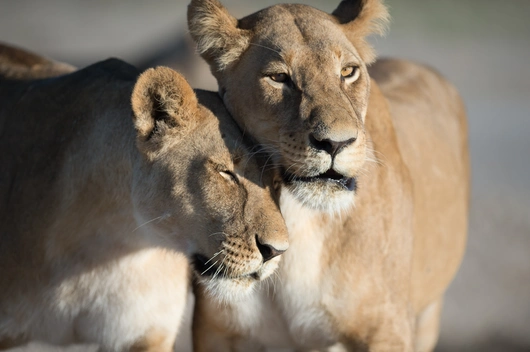 Sambia, Südafrika, Botswana (14 Tage)