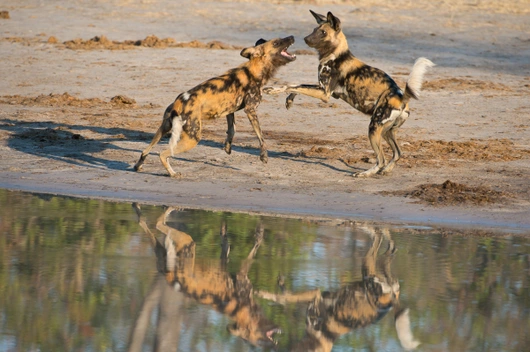 Botswana, Südafrika, Simbabwe (16 Tage)