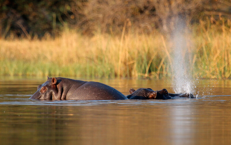Flusspferde im Okavango in Afrika