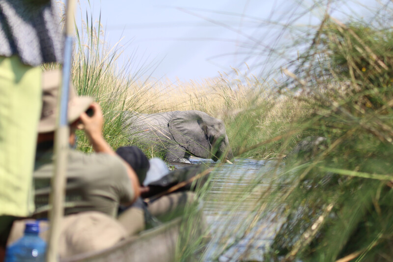 Elefant im Okavango Delta in Botswana bei Kanufahrt