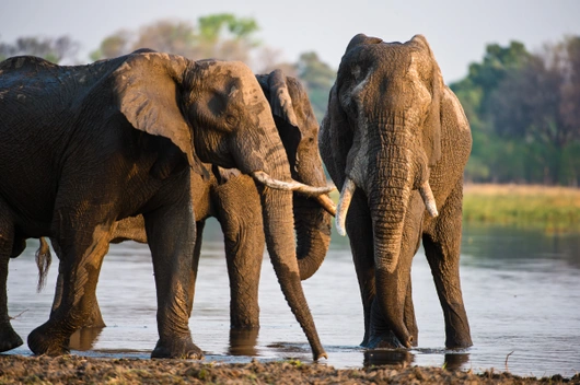 Sambia, Südafrika, Botswana (14 Tage)