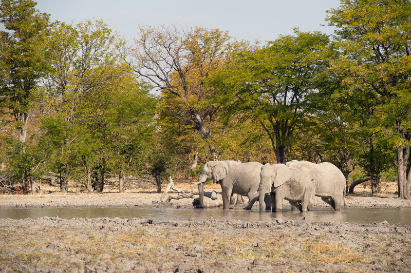 Elefanten in Botswana, Afrika