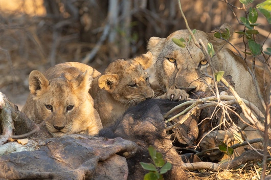 Botswana, Südafrika, Simbabwe (14 Tage)