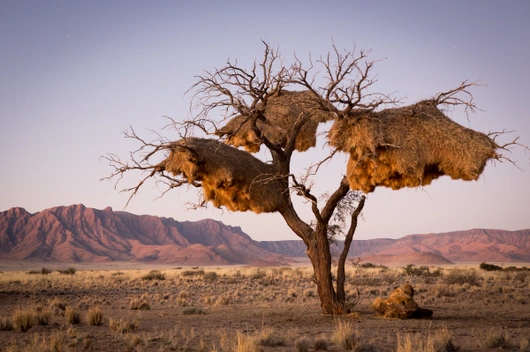 Namibia, Botswana, Simbabwe (21 Tage)