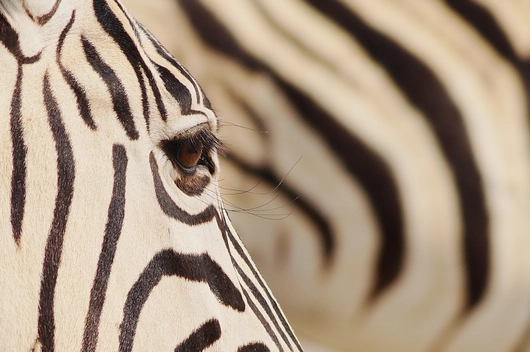 Namibia, Südafrika (13 Tage)
