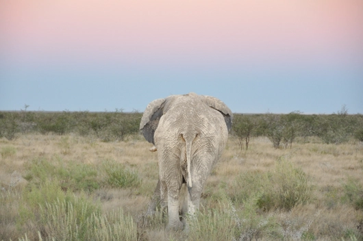 Namibia, Botswana, Simbabwe (15 Tage)