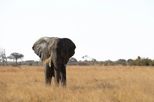 Simbabwe, Botswana (13 Tage)