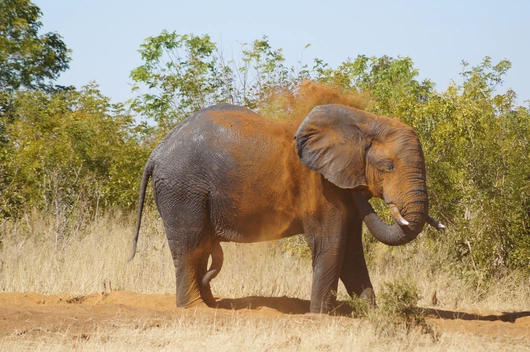 Mosambik, Malawi, Südafrika, Sambia (22 Tage)