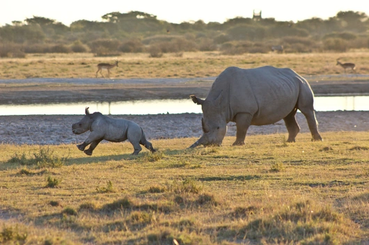 Simbabwe, Südafrika, Botswana (16 Tage)