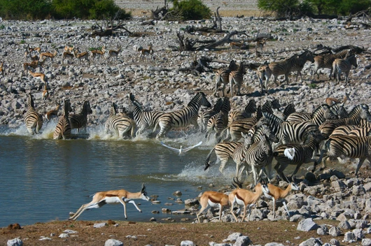 Südafrika, Botswana, Sambia (14 Tage)