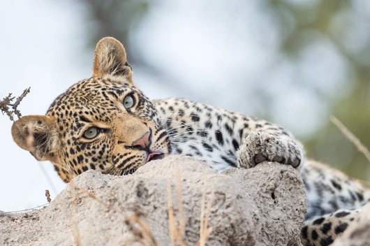 Botswana, Namibia, Südafrika, Simbabwe (21 Tage)
