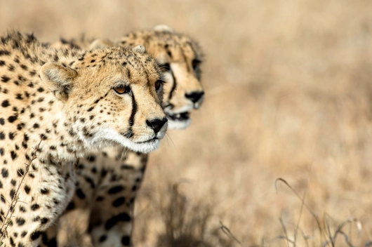 SÜDAFRIKA