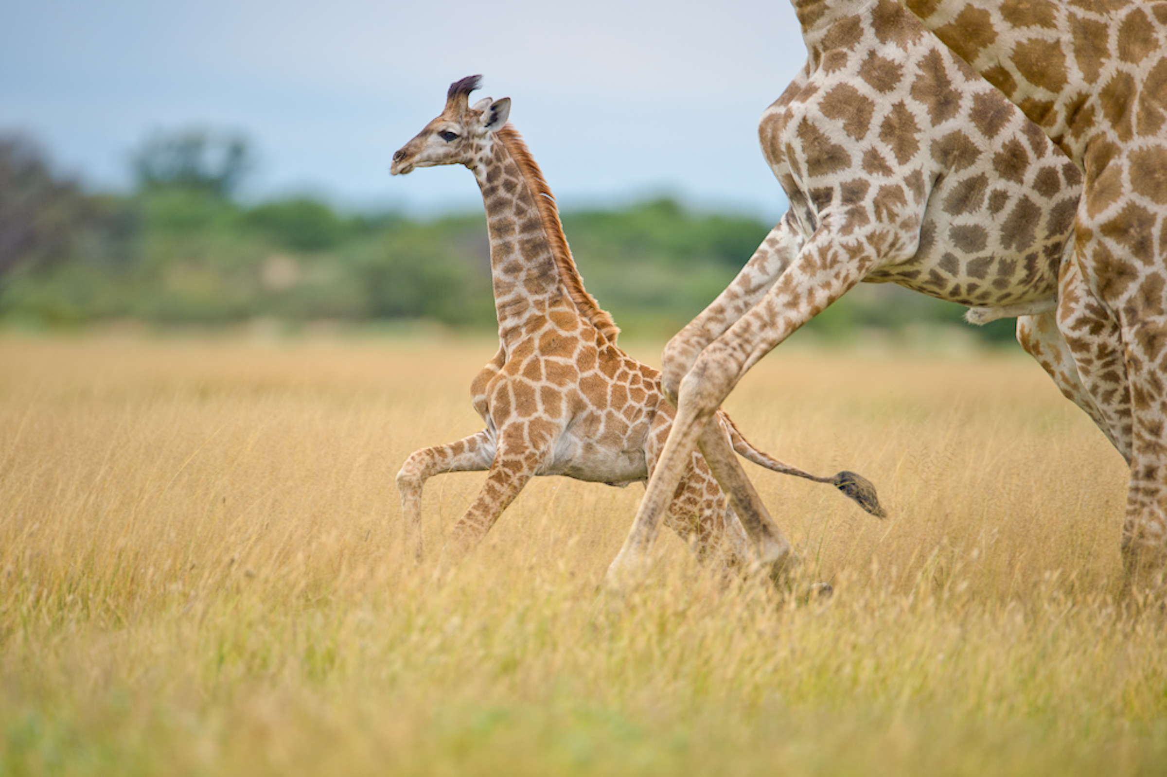 Botswana, Simbabwe (13 Tage)