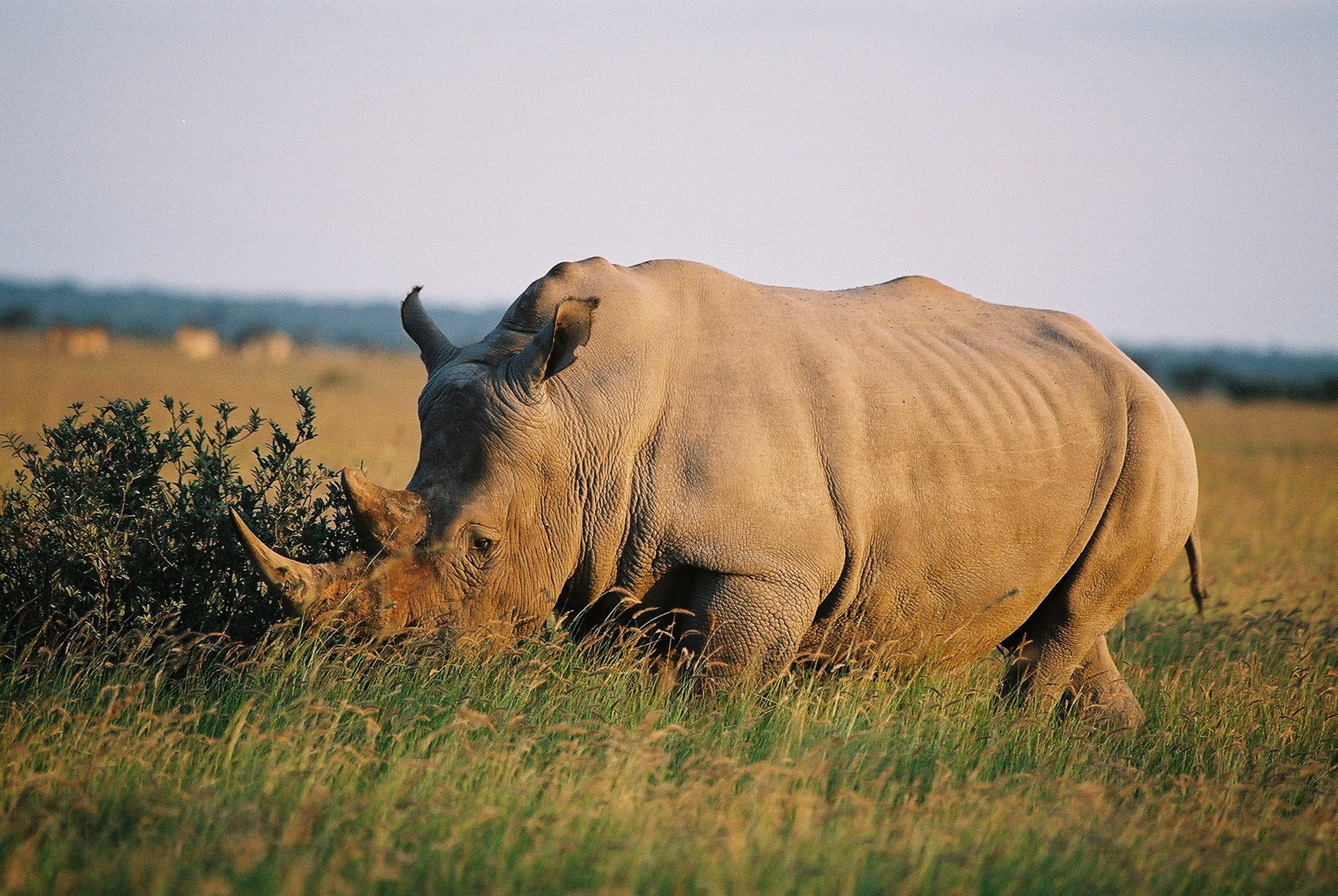 Botswana, Namibia, Simbabwe (15 Tage)