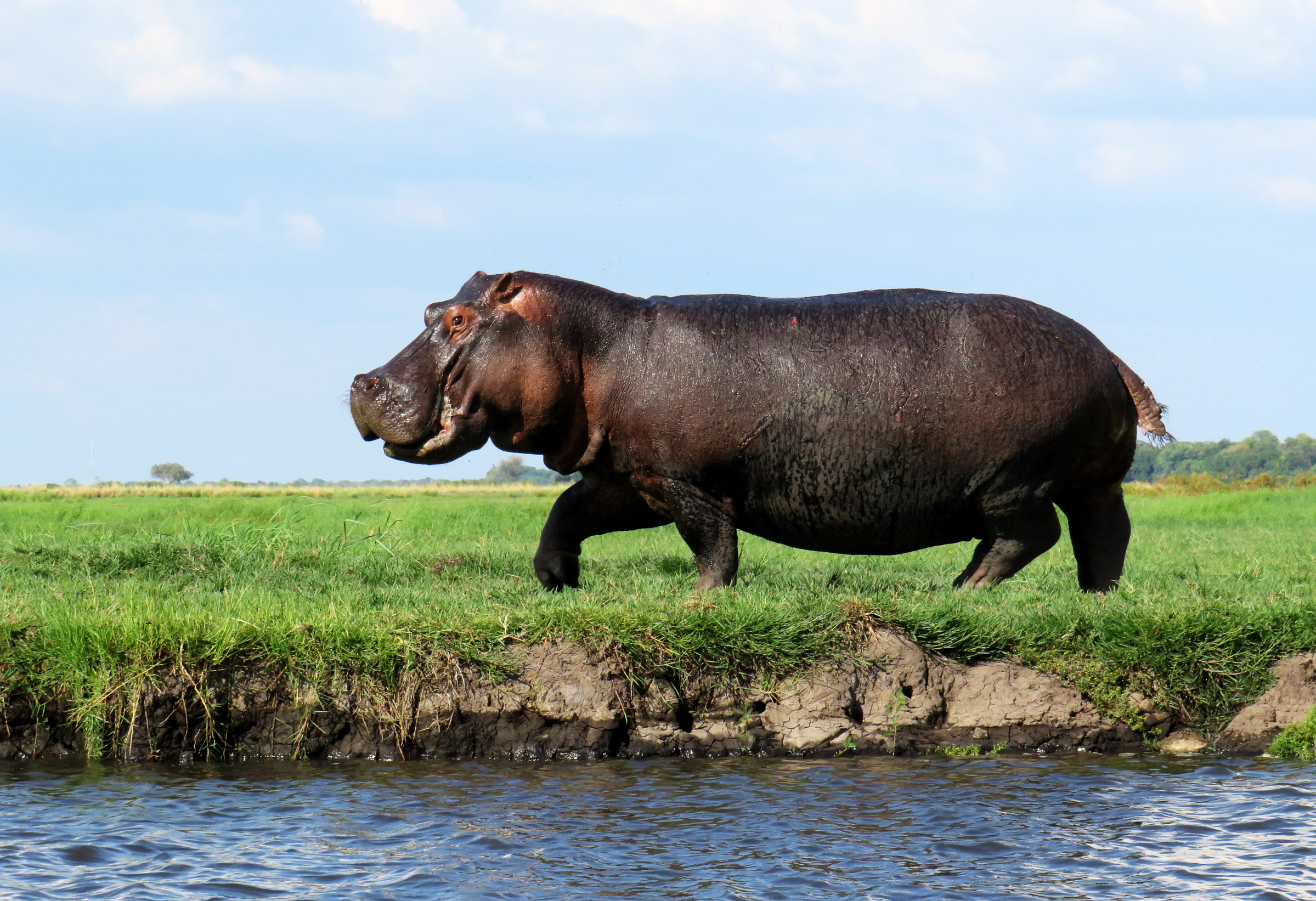 Botswana, Namibia, Südafrika, Simbabwe (21 Tage)