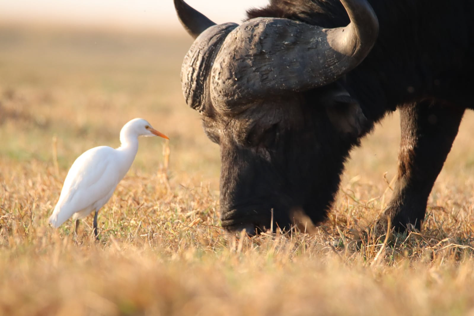 Sambia, Botswana, Namibia (21 Tage)
