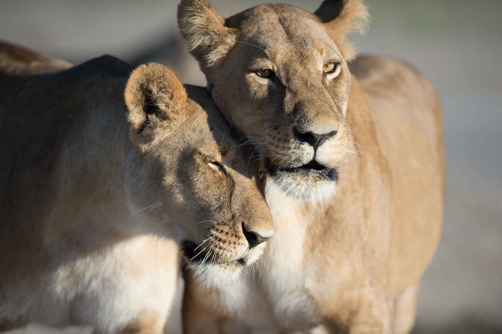 Sambia, Südafrika, Botswana (14 Tage)