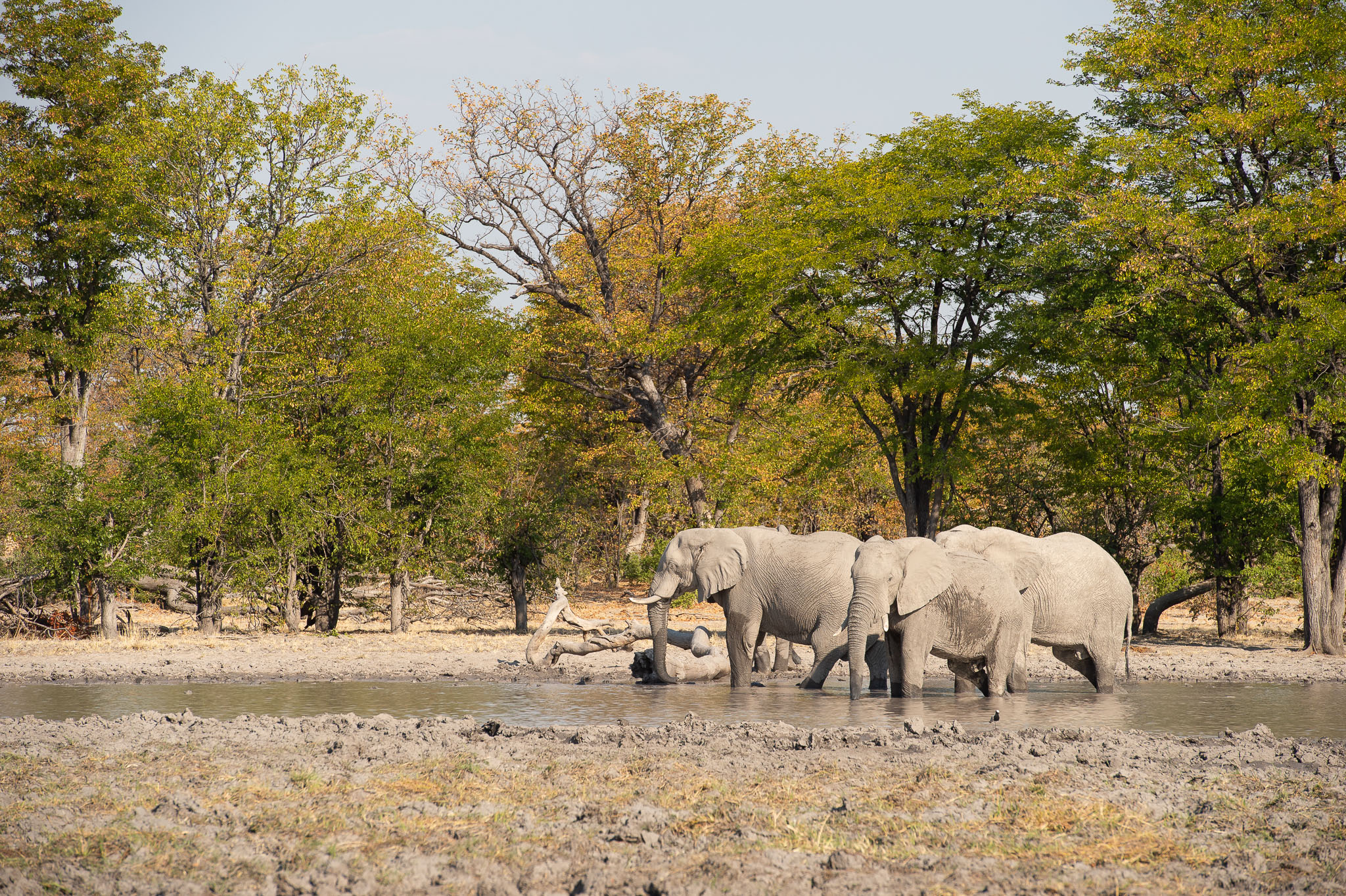 Botswana, Simbabwe, Namibia (15 Tage)