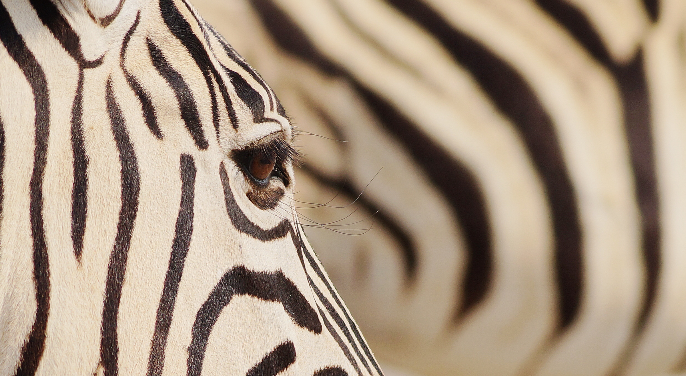 Namibia, Südafrika (13 Tage)