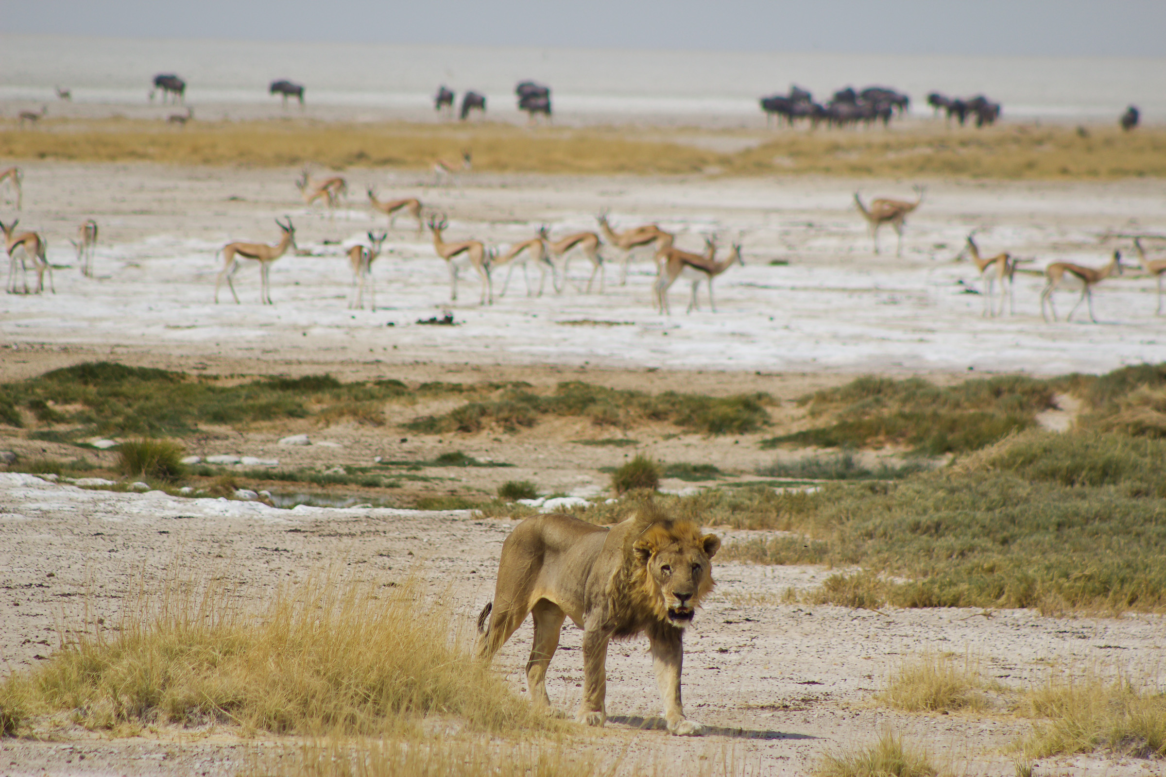 Sambia, Namibia, Botswana (21 Tage)