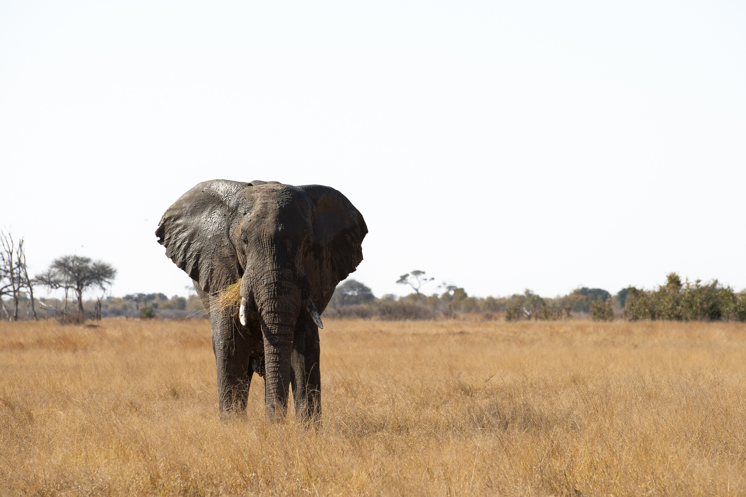 Simbabwe, Botswana (13 Tage)