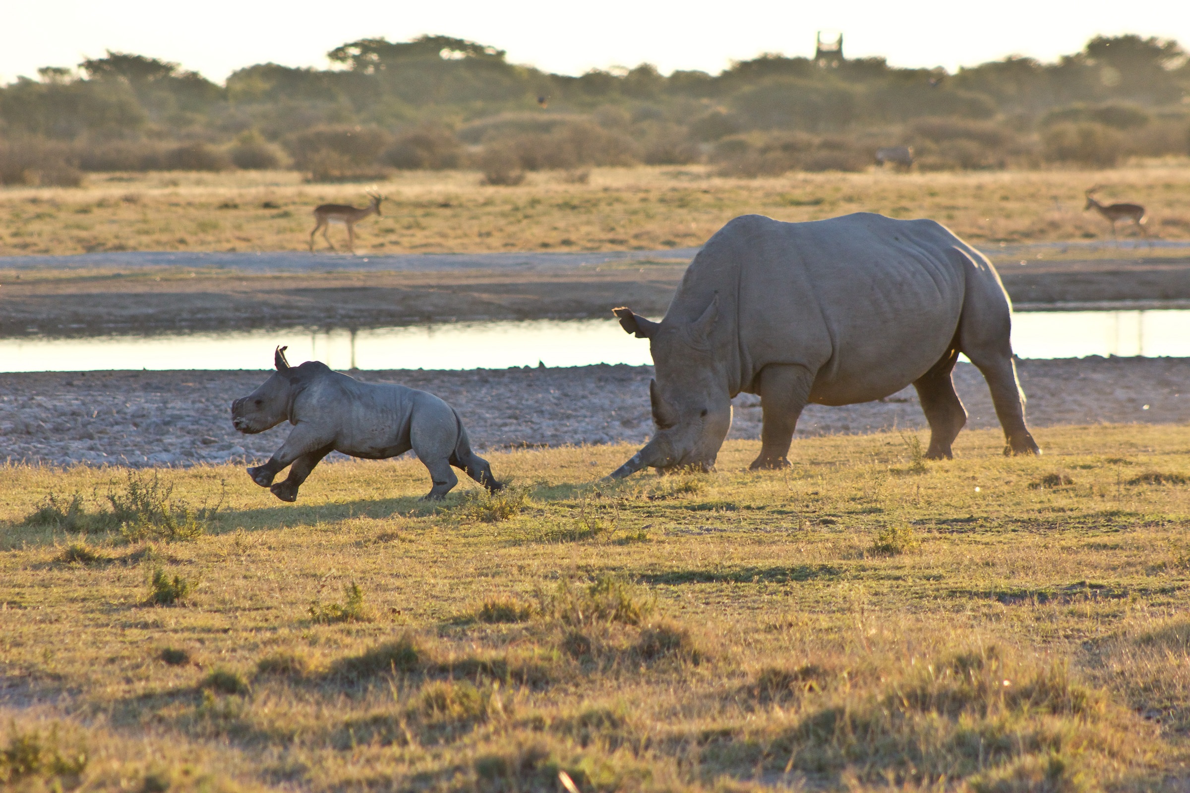 Simbabwe, Südafrika, Botswana (16 Tage)