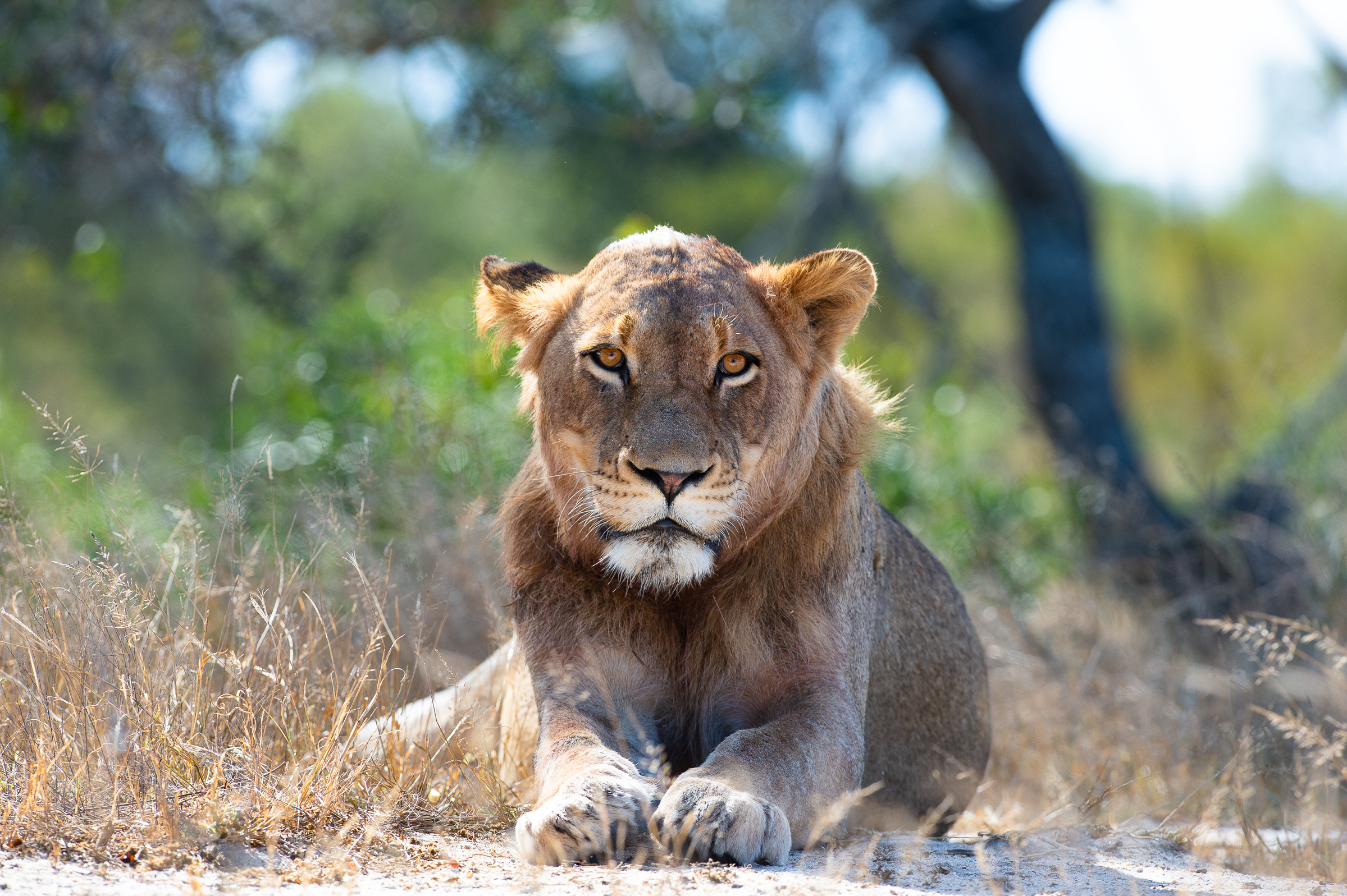 Südafrika, Botswana (13 Tage)