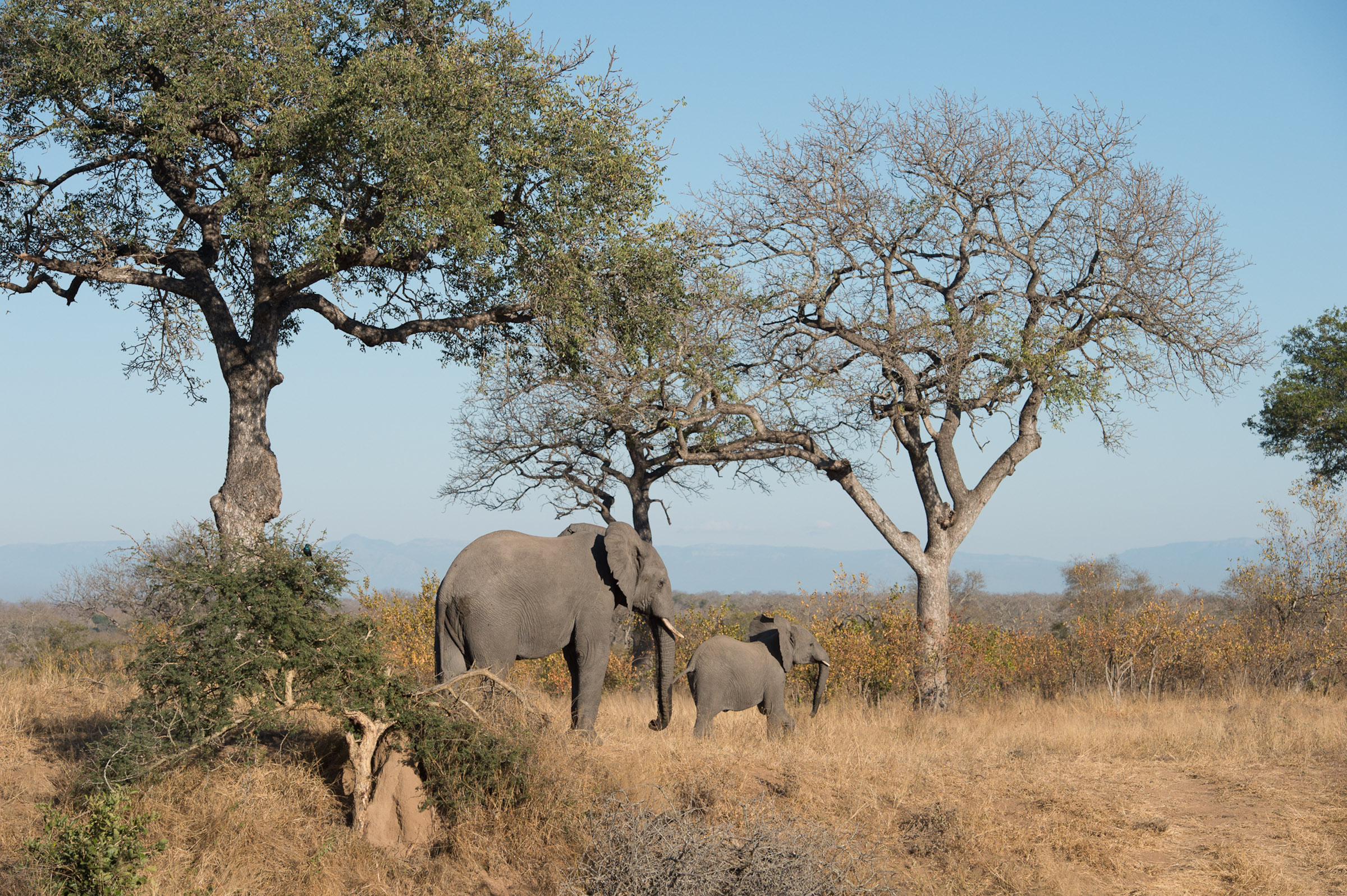 Südafrika, Namibia (13 Tage)