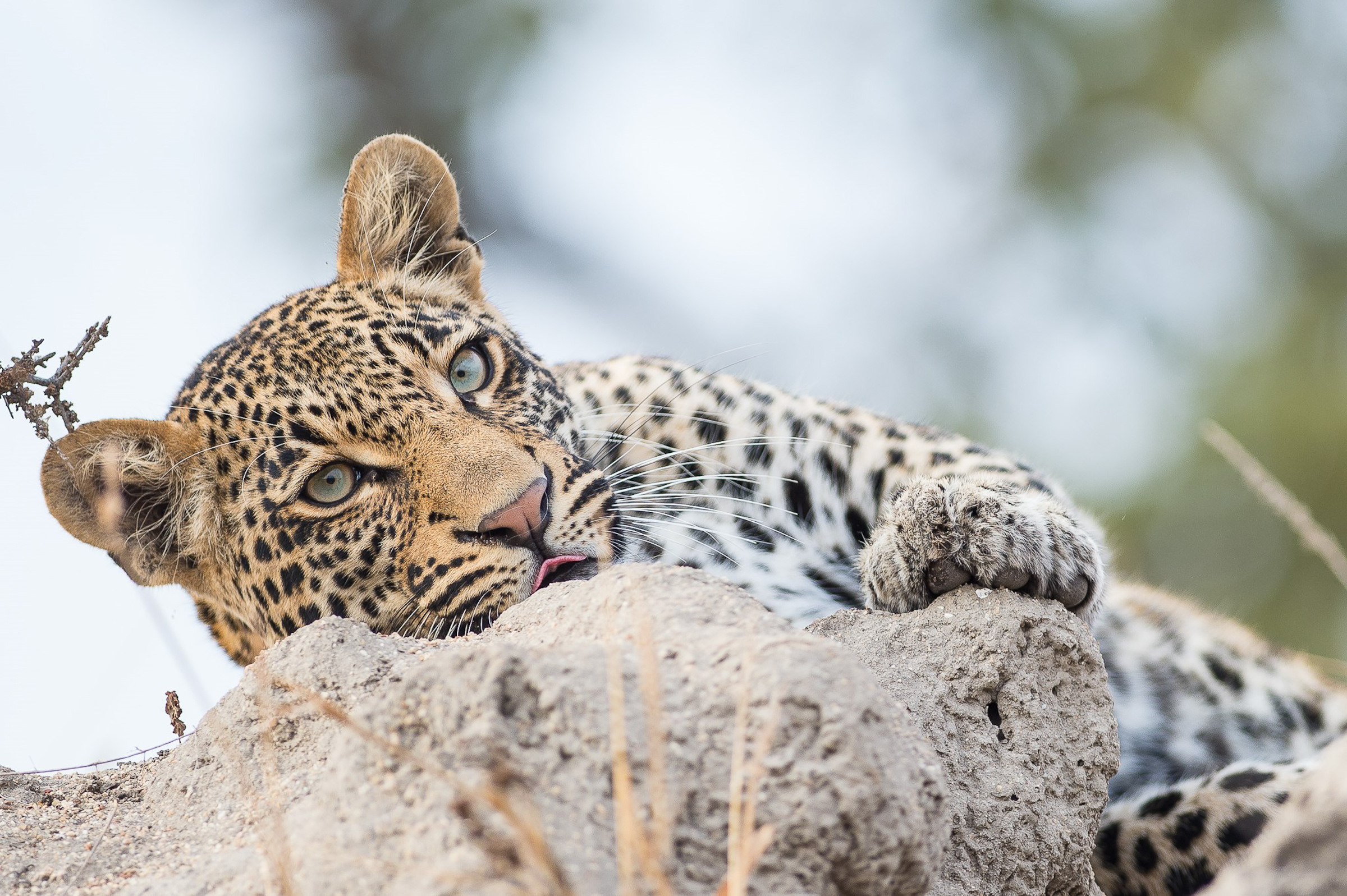 Südafrika, Botswana, Simbabwe (14 Tage)